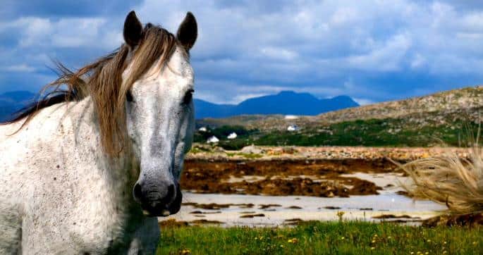 Visite Connemara : Randonnée à dos de cheval aux paysages
