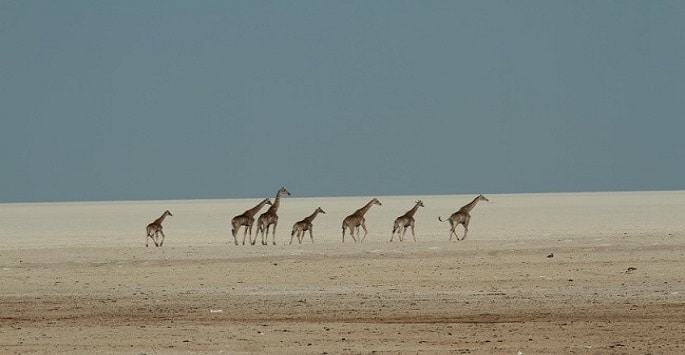 Voyage en Namibie : girafes dans le parc national d'Etosha Akaoka