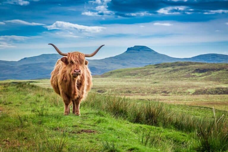 Visite Ecosse : La vache Highland race bovine écossaise