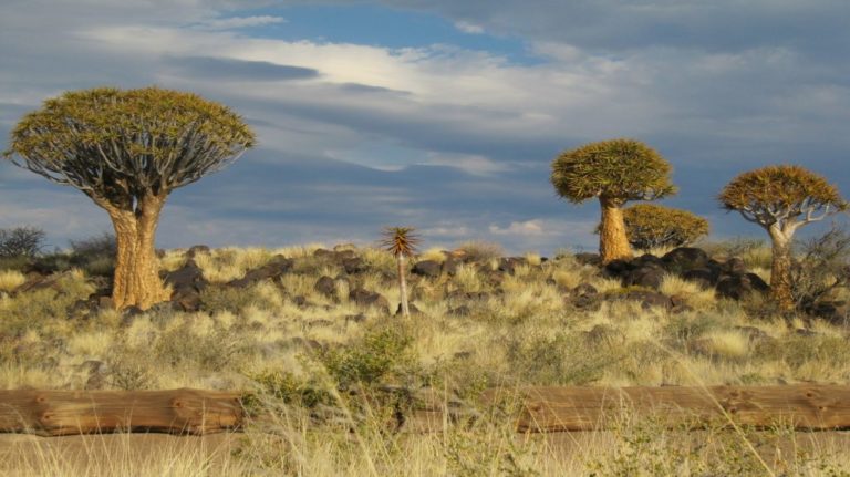 Voyage en Namibie : immersion dans le désert de Kalahari Akaoka