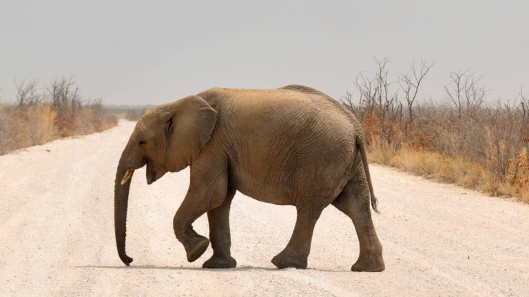 Voyage Namibie : éléphant en balade dans le parc national Etosha Akaoka