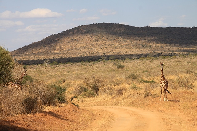 Randonnée Kenya : une girafe dans le parc national d'Amboseli Akaoka