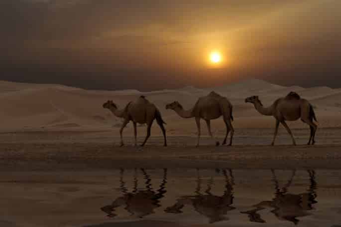 Randonnée chamelière en Algérie sous un coucher de soleil dans le désert Tassili Akaoka