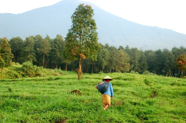 Trekking Indonésie à la rencontre des Toraja en montagne verdoyante Akaoka