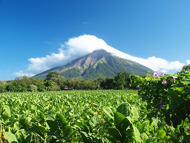 Randonnée au Nicaragua au milieu des plantations avec une vue sur le volcan Akaoka