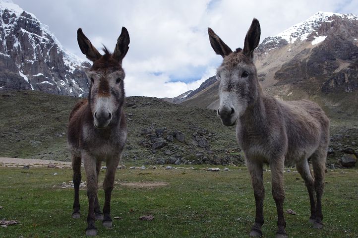 Randonnée au Pérou : deux ânes dans une vallée montagneuse Akaoka