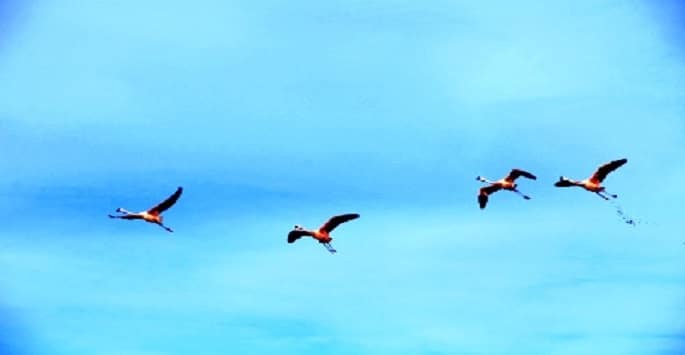 Autotour Chili : des oiseaux qui volent sous un ciel bleu Akaoka