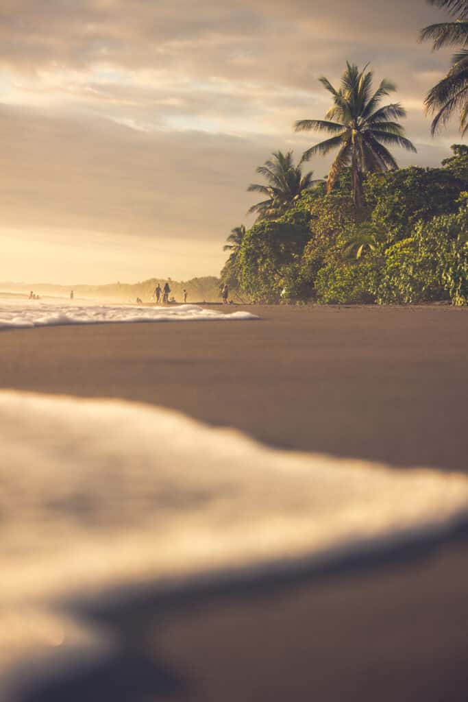 Voyage au Costa Rica : une plage bordée d'une forêt avec des palmiers Akaoka